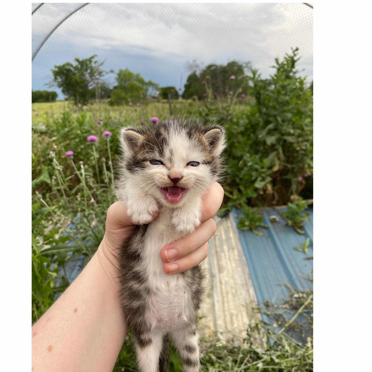 Hi, I'm Thistle!
I'm a paralyzed 2-week-old kitten who was found in a thorny bush and could use your help to get big and strong 💪

Click here to send me some 🩷: bit.ly/3V3lezM

#cats #kitten #catsoftwitter #kittenrescue
