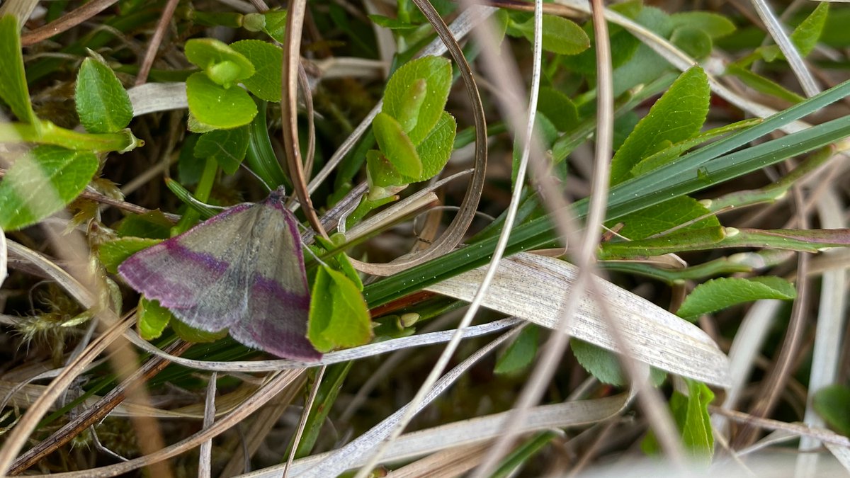 I learnt a new #moth today; the Small Purple-barred (Phytometra viridari). Isn't it beautiful?! 🤗#Corrour