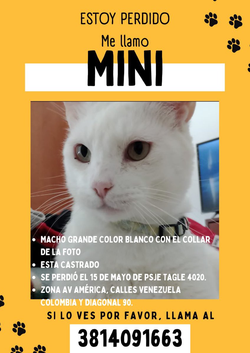 MaJosefinaPero's tweet photo. @florpachec014 #gatitoperdido #gatitos #Tucumán https://t.co/s9wB3yxoJr