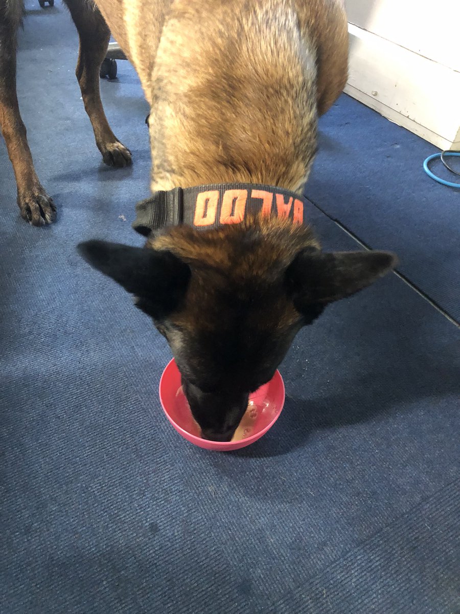 Great evening @EPBraintree meeting a group of Rainbows who all loved her. They also met Officers, tried on some uniforms & were shown around the police vehicles 🚓 🚔 @PBaloo had to do a tour of the station seeing her friends. Of course there was tea! @OscarKiloNine #wellbeingdog