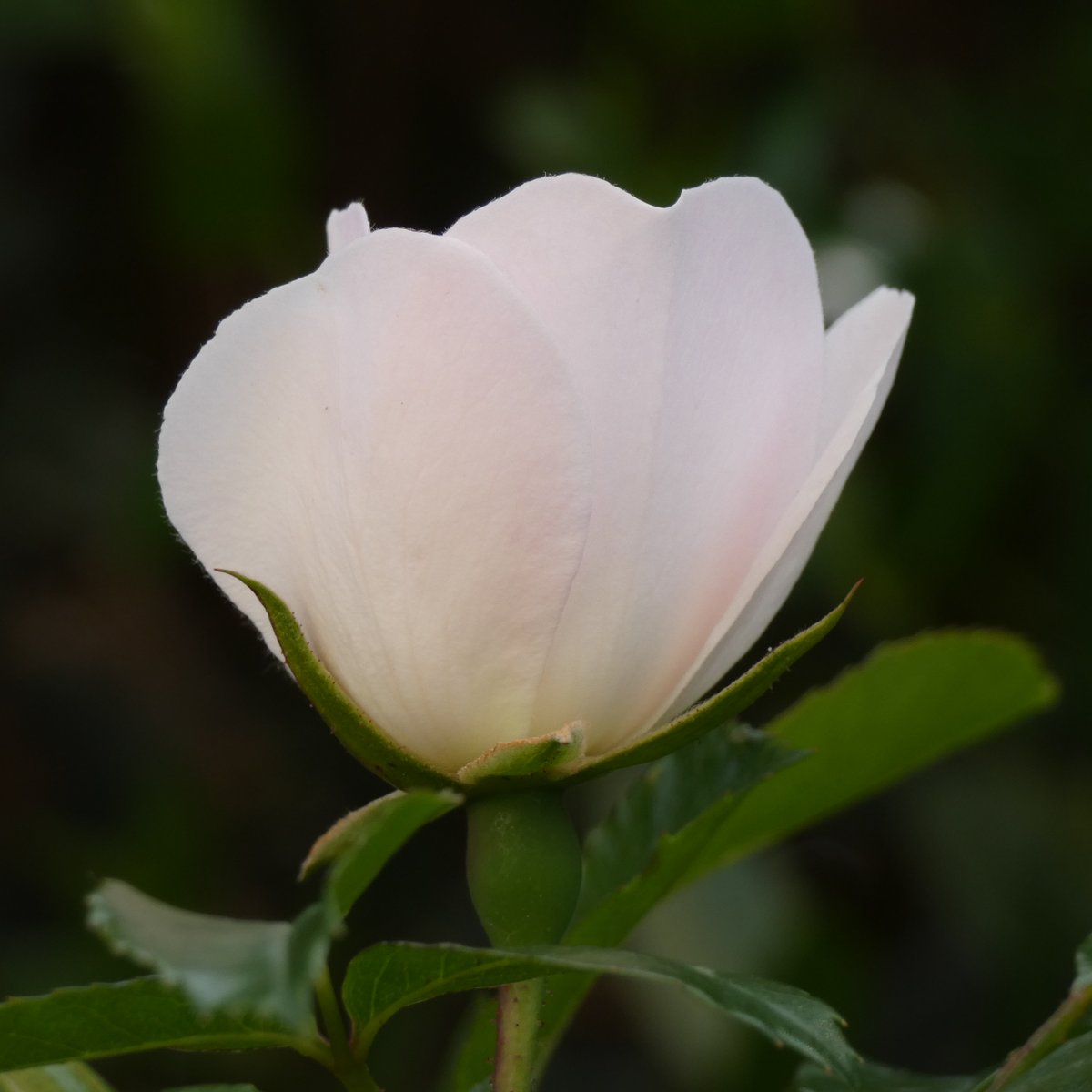 Little #rose, so shy and sly, Growing where no one dares pry. I'd snatch it for you, but alas, I know, My pocket's snug, it won't fit, oh no! 🌹 #NaturePhotography #NaturePhoto #flowers #rosa #FlowerPhotography #photo #photos #photography #pic #自然 #花 #開花 #薔薇 #ばら #バラ