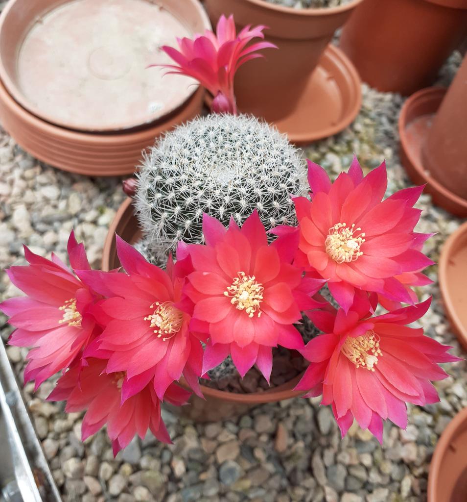 Lovely Rebutia hybrid Katy.