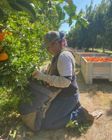 Josefina shared a pic in the mandarin harvest in Woodlake CA. She wears long sleeves & thick gloves to protect her from the thorny branches as she loads her nylon bag with the mandarins. #WeFeedYou