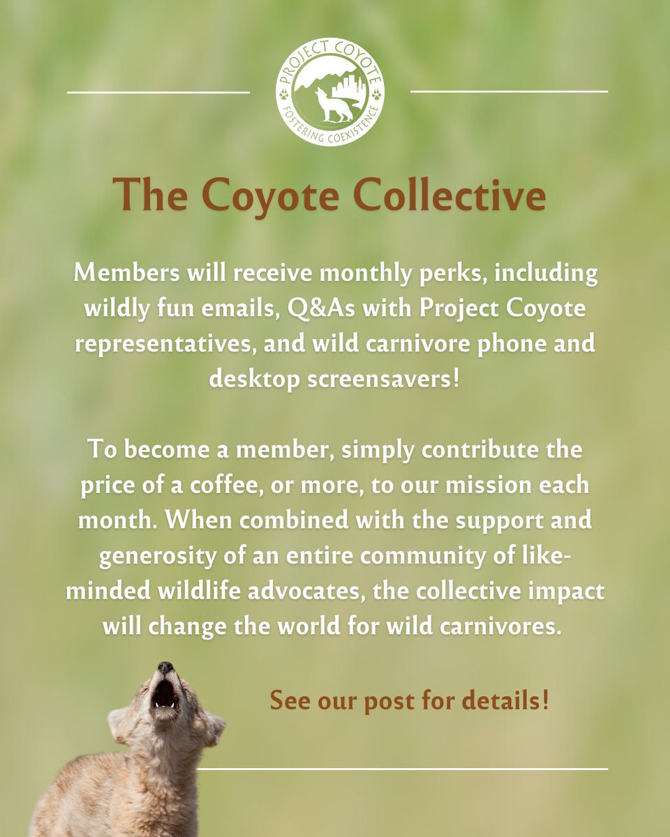 ✨🐾 We are thrilled to launch The Coyote Collective! 🐾✨ Will you consider donating the price of a coffee each month ($3 or more) to join The Coyote Collective and create a more compassionate world for wild carnivores? act.projectcoyote.org/a/join-the-coy…