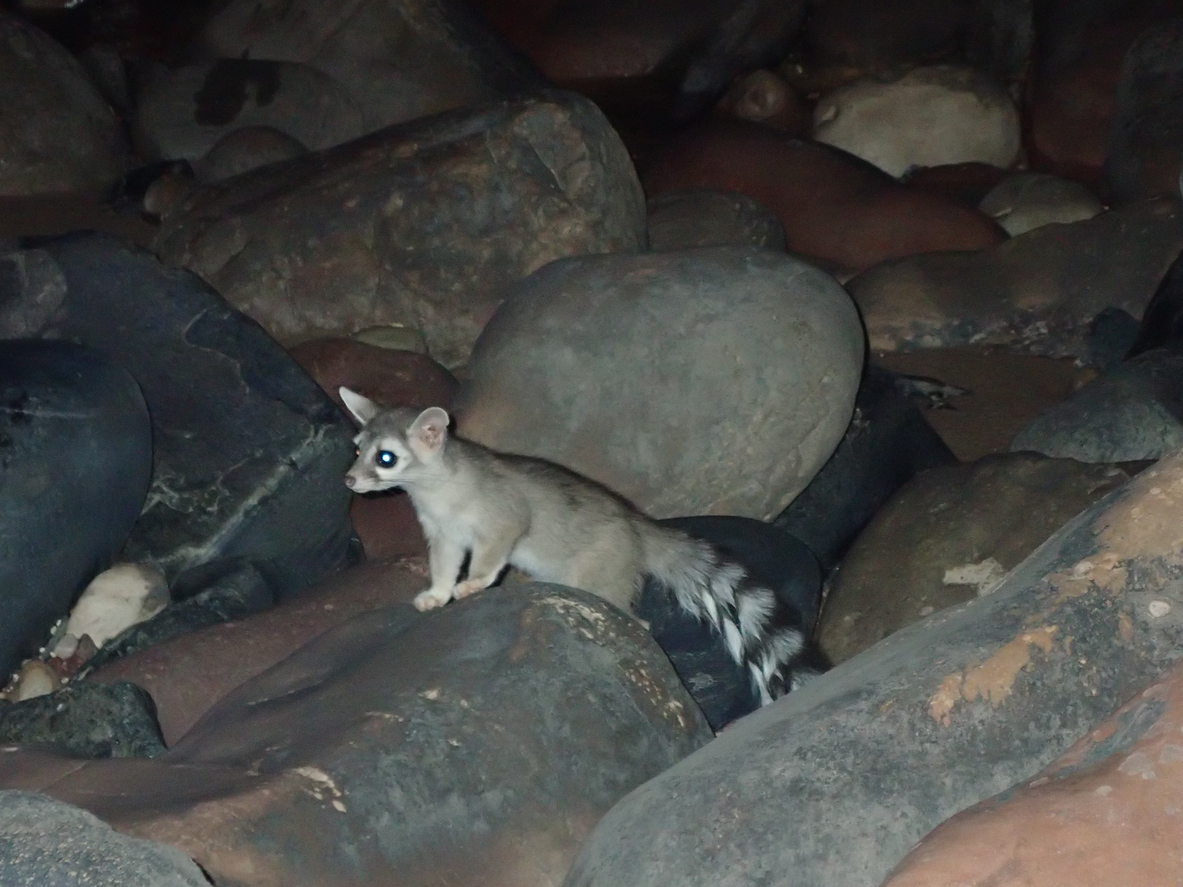 🦝 Is that a raccoon? No, it's a ringtail!🐾The state mammal of Arizona, known for their flexibility and acrobatics, is also a focal species for #California. You can manage landscapes in their habitat here: app.planscape.org #RingtailCat #Wildlife🌲