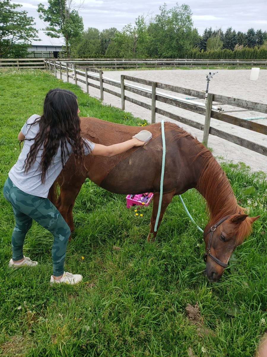 Kid's are getting their 'Mustang Pony' ready for the Cloverdale Rodeo Parade.

 #CloverdaleRodeoParade #MustangPony #KidsFun #RodeoLife #CommunityEvent #ParadePrep
