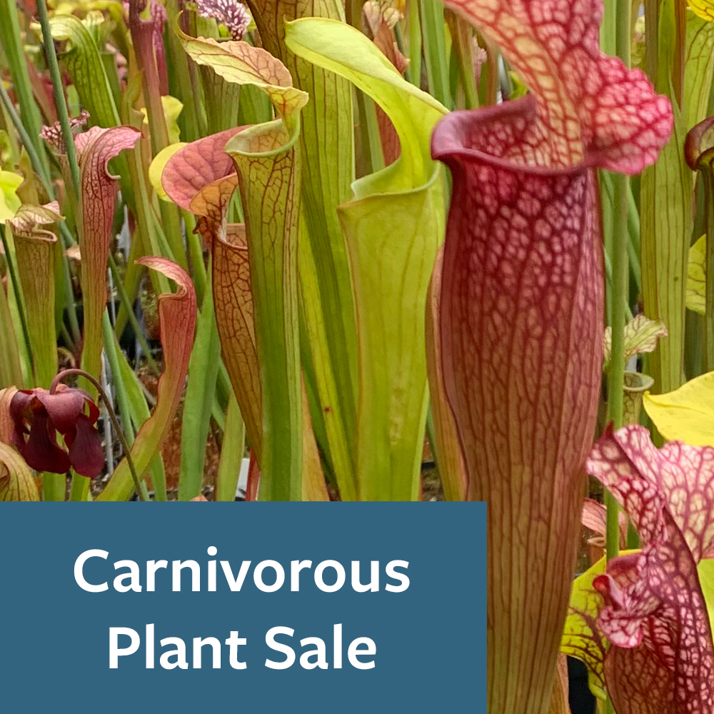 #CarnivorousPlant Pop Up Sale! Fri, May 17–Sun, May 26. Info & plant list ow.ly/8t3950RITVO - Sarracenia hybrids, limited quantities of unusual species & named cultivars. Uncommon highland Nepenthes and Pinguicula. Limited quantities of Drosera & Dionaea. #UCBG #plants