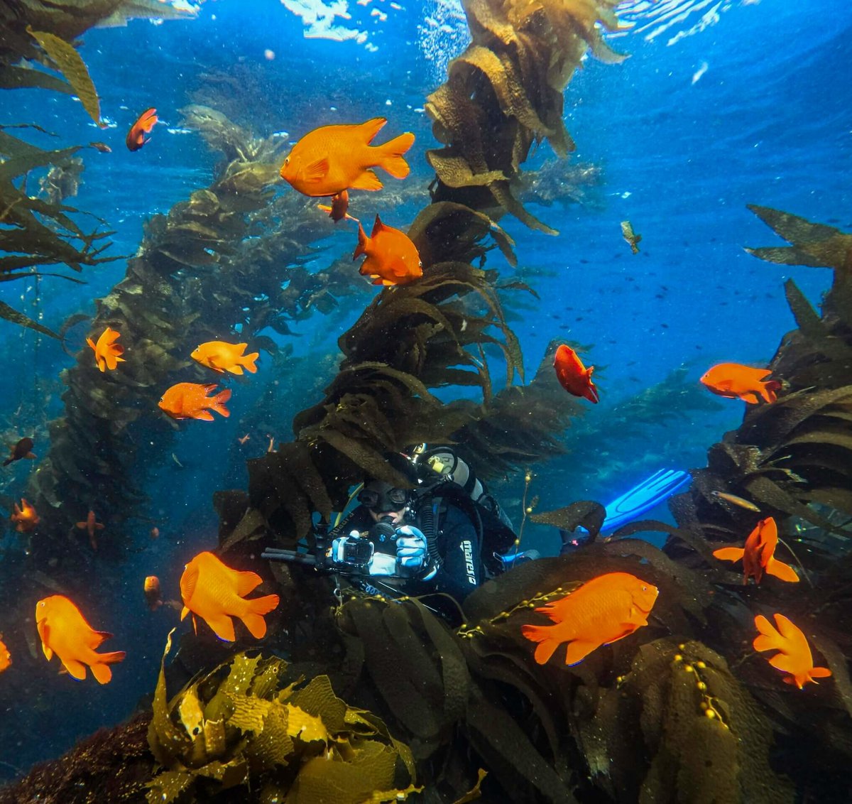 GoPro and PADI Link Up on New Specialty Certification Program for Scuba Divers luxurylifestyle.com/headlines/gopr… #gopro #camera #video #GoProcamera