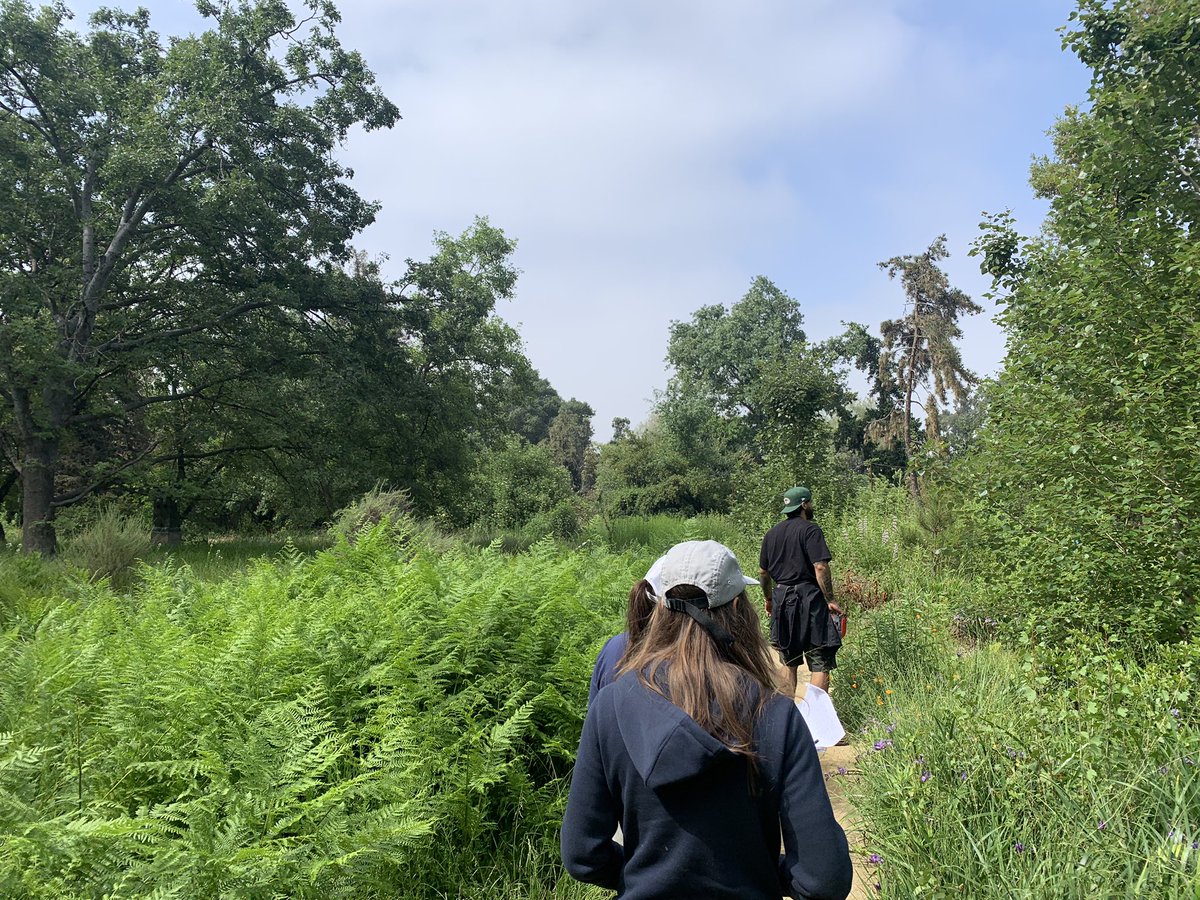 BrownNaturalist's tweet image. Really glad I got to join @cscoffoni5 and her lab this Monday at the CA Botanic Garden learning how to measure leaf physiology on numerous California native plants! And the best part… no visitors! So we had the entire garden to ourselves! 😁