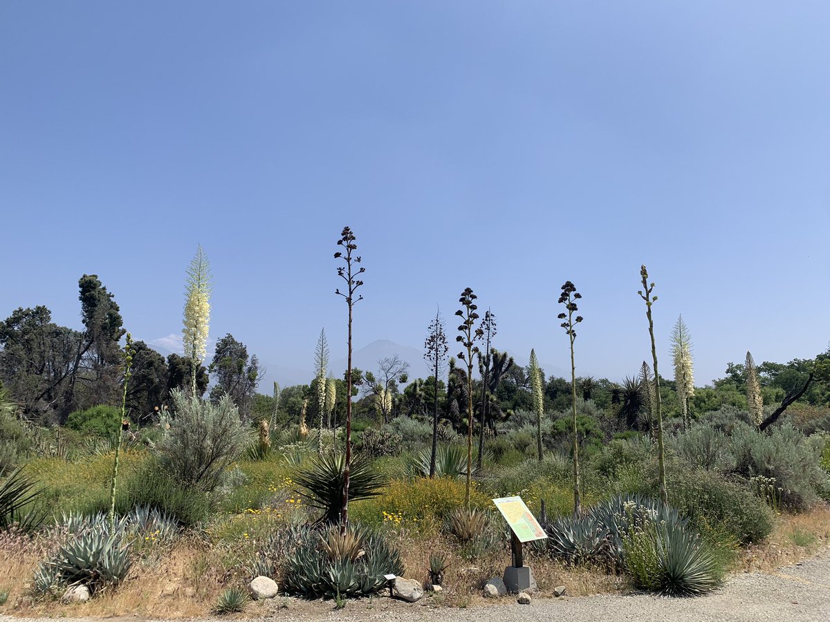 BrownNaturalist's tweet image. Really glad I got to join @cscoffoni5 and her lab this Monday at the CA Botanic Garden learning how to measure leaf physiology on numerous California native plants! And the best part… no visitors! So we had the entire garden to ourselves! 😁
