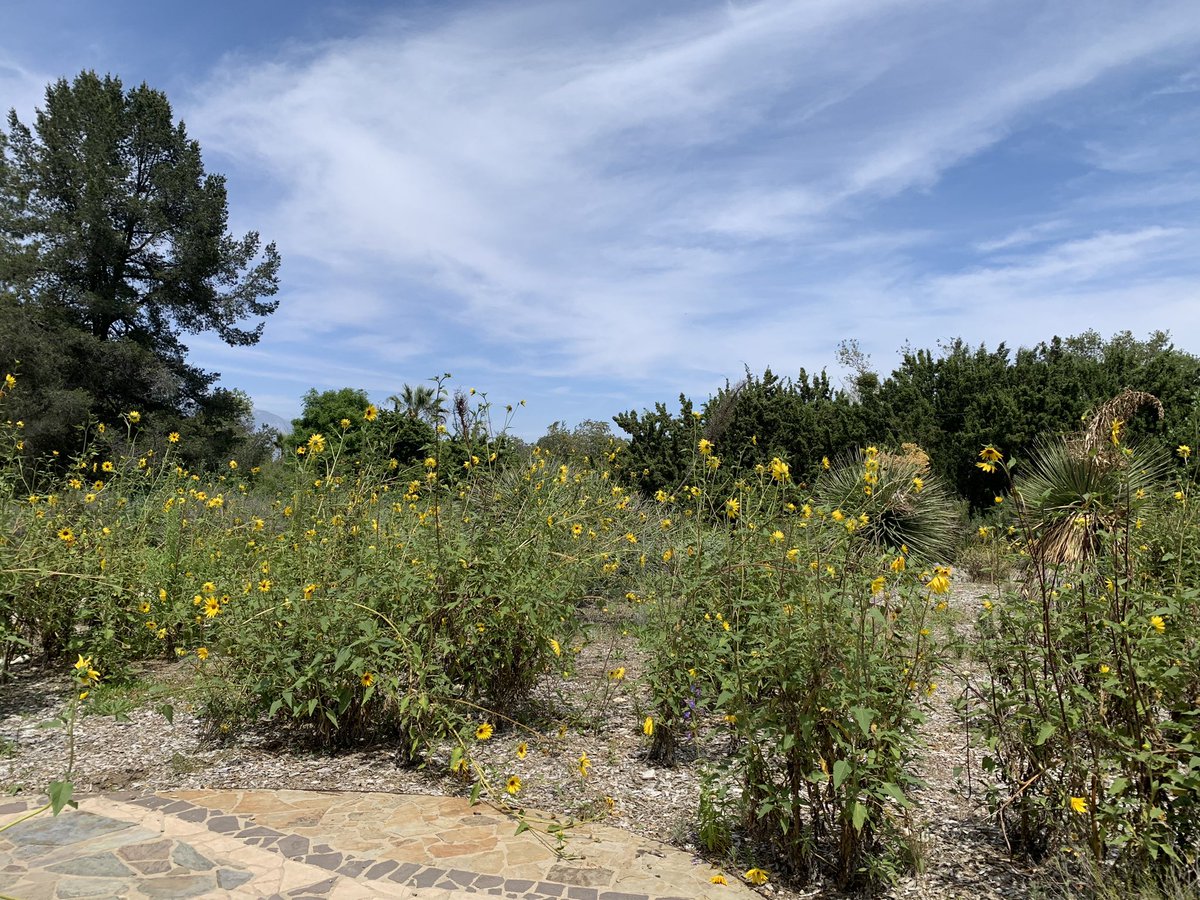 BrownNaturalist's tweet image. Really glad I got to join @cscoffoni5 and her lab this Monday at the CA Botanic Garden learning how to measure leaf physiology on numerous California native plants! And the best part… no visitors! So we had the entire garden to ourselves! 😁