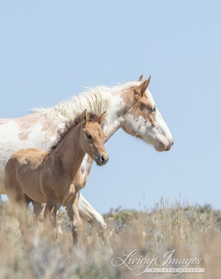 Wild mare Galitea and her little brother walk together in Great Divide Basin, Wyoming. This is one of 7 families that I met for the first time and spent time with me last week, curious and unafraid as I sat watching them. #wildhorses