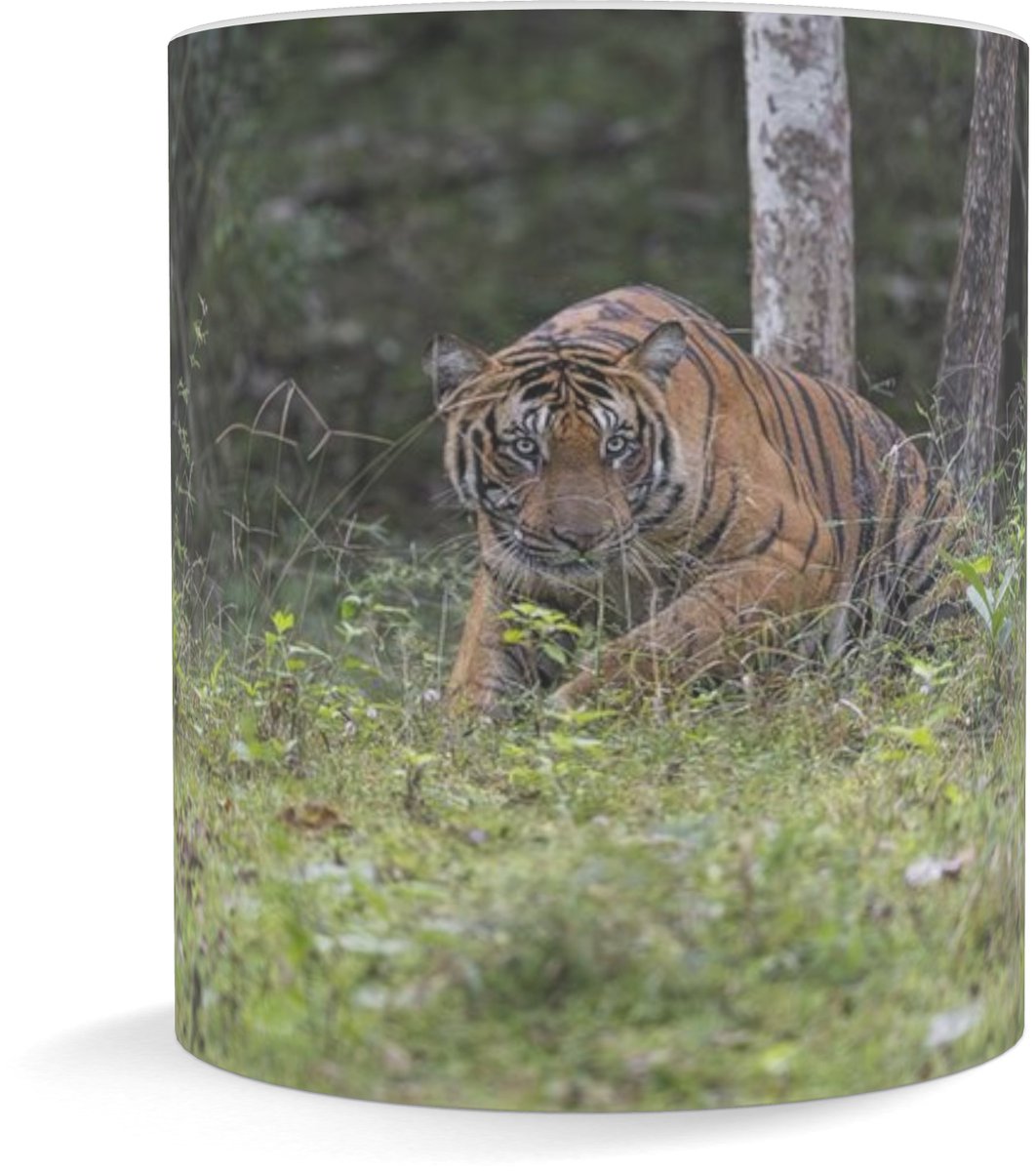 Tiger in an Indian Jungle Coffee Mug! fineartamerica.com/featured/1-tig… #tiger #lake #jungle #fstopdotcom #wildvisiondotcom #puttaswamyravishankar #India #travel #nature #wildlife #ಪುರಶಂ #nikon #Z9