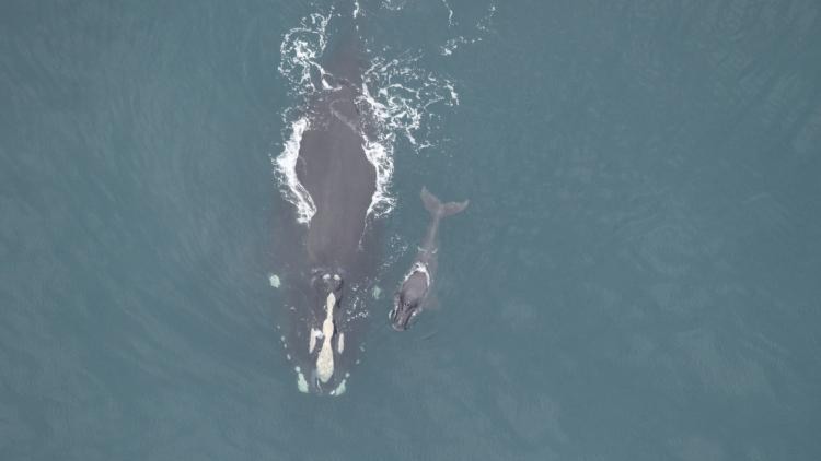 North Atlantic right whale “Skittle” was seen without her calf in March and April. Right whale calves depend on their mothers for nutrition. Since researchers saw Skittle alone twice, the calf is presumed dead: bit.ly/44N3jAQ