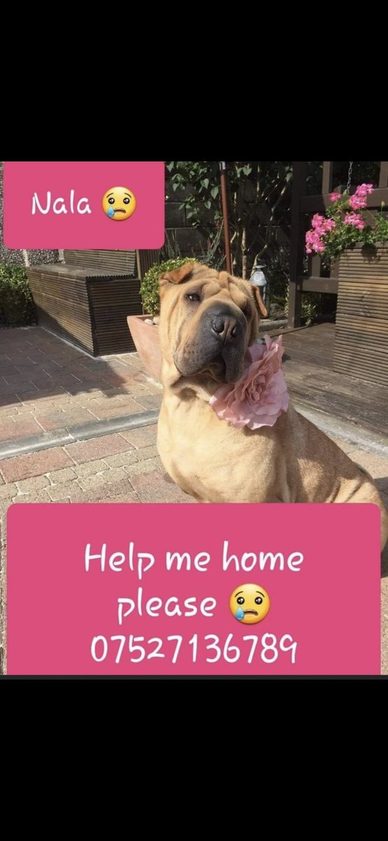 #forgottensoulshour plz RT and #HelpFindNala this much loved family pet has been missing since March 2019 ;(((( @HelpFind_Nala