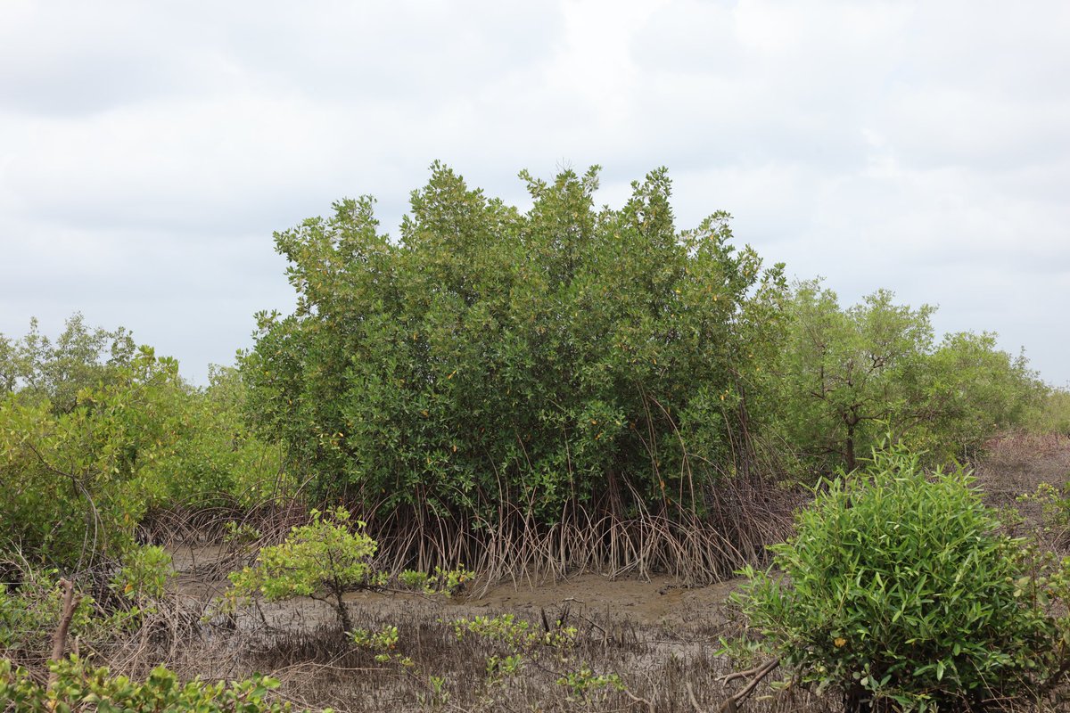 Fier de diriger avec mon équipe #AJSG les activités pour le projet #TerraAfrica de @CFImedias en Guinée. Sortie à #Sondo, Coyah, constatant la destruction de la #mangrove. Sensibilisation avec journalistes, chercheurs, société civile et locaux pour sa protection. #environnement