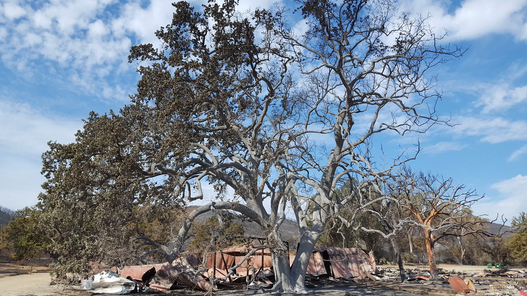 Remembering the much-loved #WitnessTree at Paramount Ranch🌳 This enormous native oak stood for decades until it suffered severe damage in the Woolsey fire. As we rebuild #ParamountRanch, #SAMOfund plans to use the reclaimed wood in memorial projects in memory of its majesty