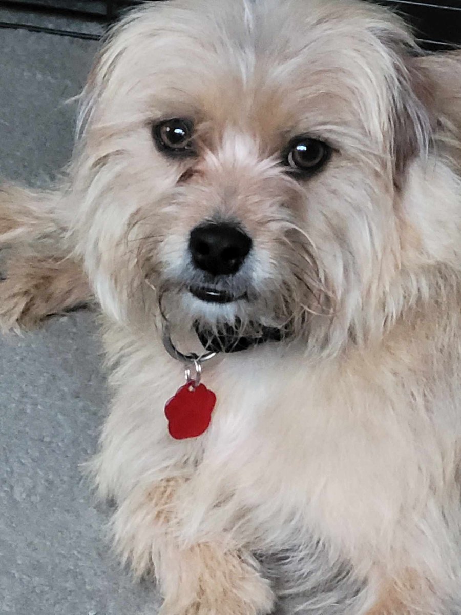 Ralph is in foster in #Coventry  He is a small boy His foster says he's perfect. She says " Child friendly
Dog friendly
People friendly
Cat friendly
Doesn't chase birds, walks beautifully on lead.
2 years old
House trained unless raining then you need to go out with him
#Nuneaton
