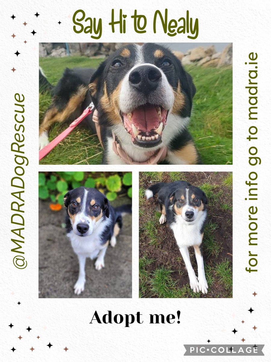 Nealy is hoping #forgottensoulshour finds him a home Can you help make Nealy's dreams come true & find him a furever home Your RT might just find one so please RT to help Madra.ie @MADRADogRescue #Galway #Ireland #k9hour #rehomehour