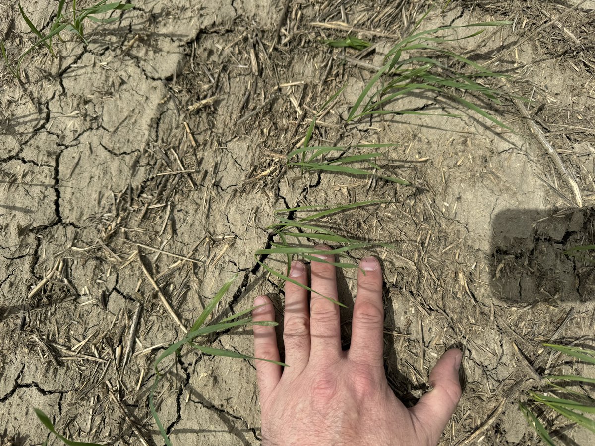 AAC Grainland durum, the solid stem for very dry conditions. stampseeds.com/grainland-duru… #WestCdnAg