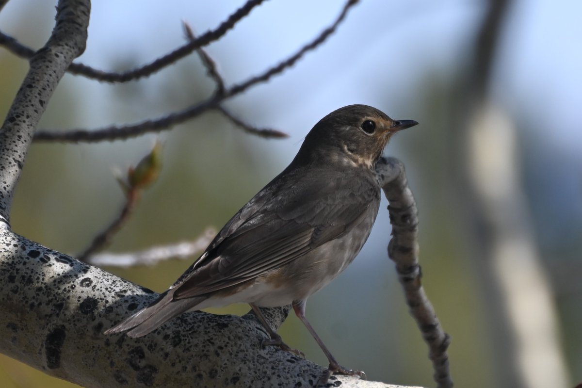 The Swainson's Thrushes have landed in Whitehorse, Yukon... it seemed like one day they were absent, and today they are filling the trees! Still largely silent, but soon the woods will be filled with their glorious songs. #BirdsSeenIn2024