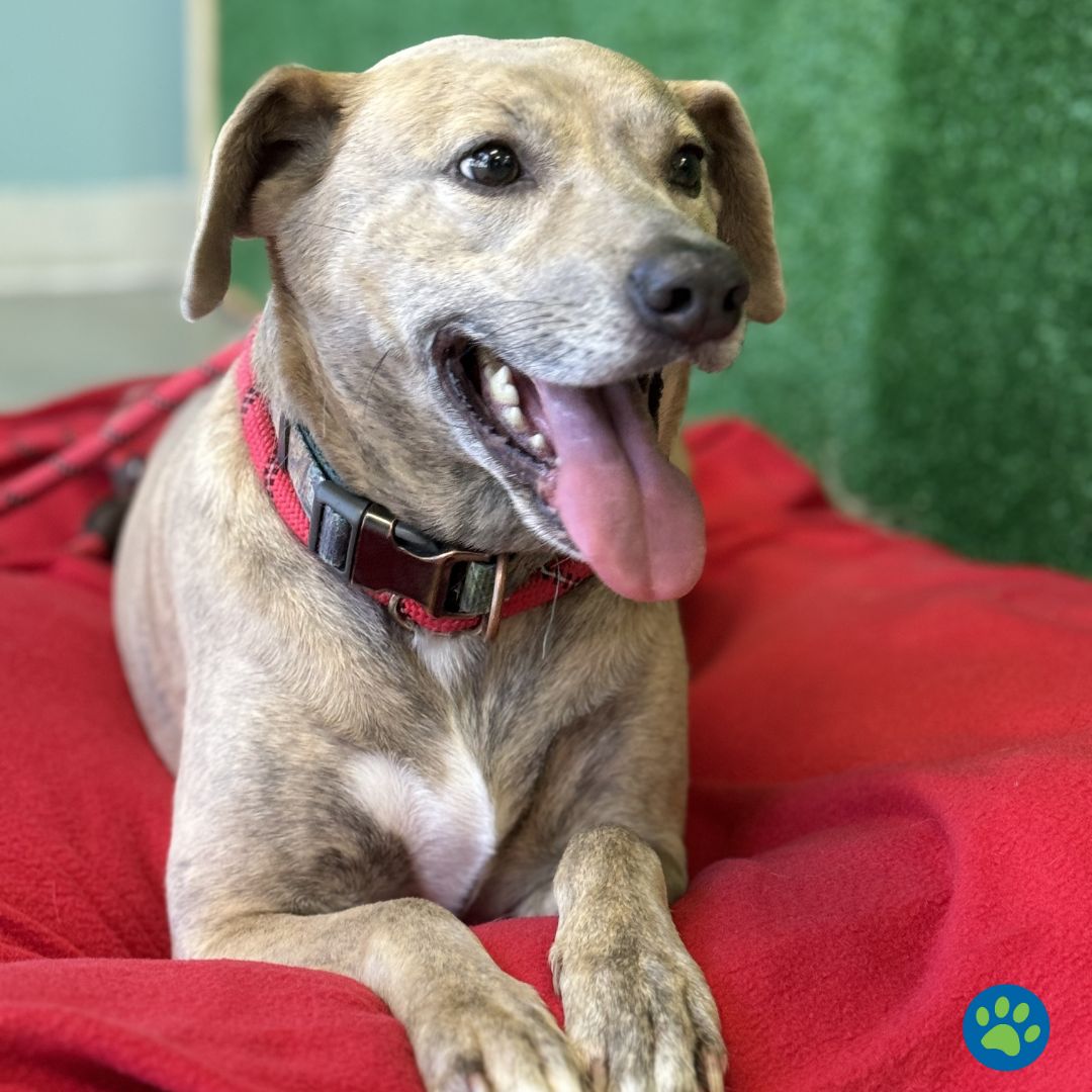 🐾 Meet Tamara! This sweet 5-year-old lab mix will steal your heart with her bright smile and gentle demeanor. She's fantastic with other dogs too! Join us at our HPA! Dog Adoption Event this Saturday, May 18th, from 10am - 1pm to meet Tamara and see if she's your perfect match.