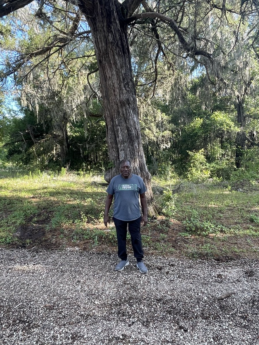 I plan to replant hundreds of rosewood trees like this ancient one on 36 acres of Rosewood property. Watch for details on Juneteenth.