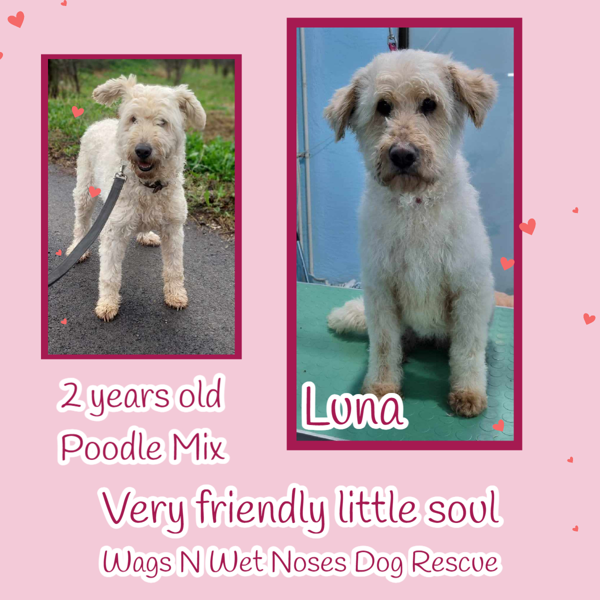 #forgottensoulshour It's time this girl had a home. LUNA is a wonderful girl who will make a great family dog or loving companion. This beautiful Poodle mix girl adores cuddles & really loves everyone she meets. She is just so lovely, & with her having a poodle in her mix doesn’t