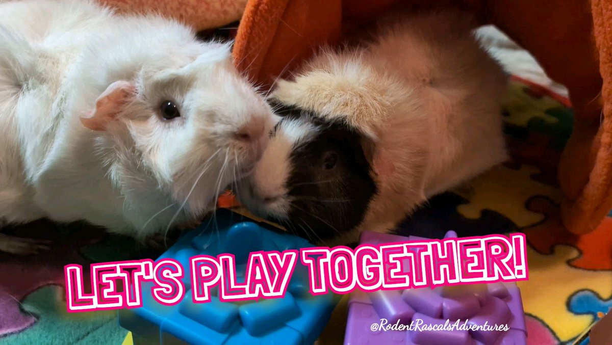 🆕️🐽▶️ #NewAdventure now on our YouTube Channel!!! Join Lenny and Pearl today!!! #guineapigs #guineapigfun #playtime #playtogether #guineapiglife #photooftheday #ThursdayFun #pets ❤️🐹🐽🐀💻⬇️ #RodentRascalsAdventures