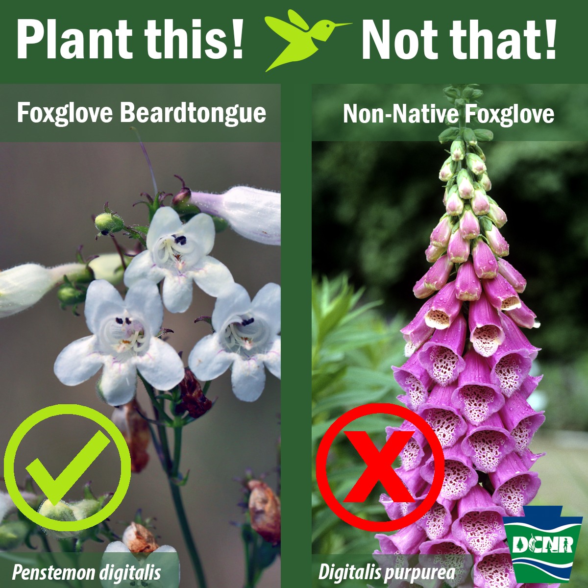 Non-native foxglove can spread from backyards to natural areas, threatening biological diversity, and all parts of the plant are poisonous. Native foxglove beardtongue is a good alternative, not poisonous and is helpful for pollinators ➡️ bit.ly/2JZs99I. #PaNativeSpecies