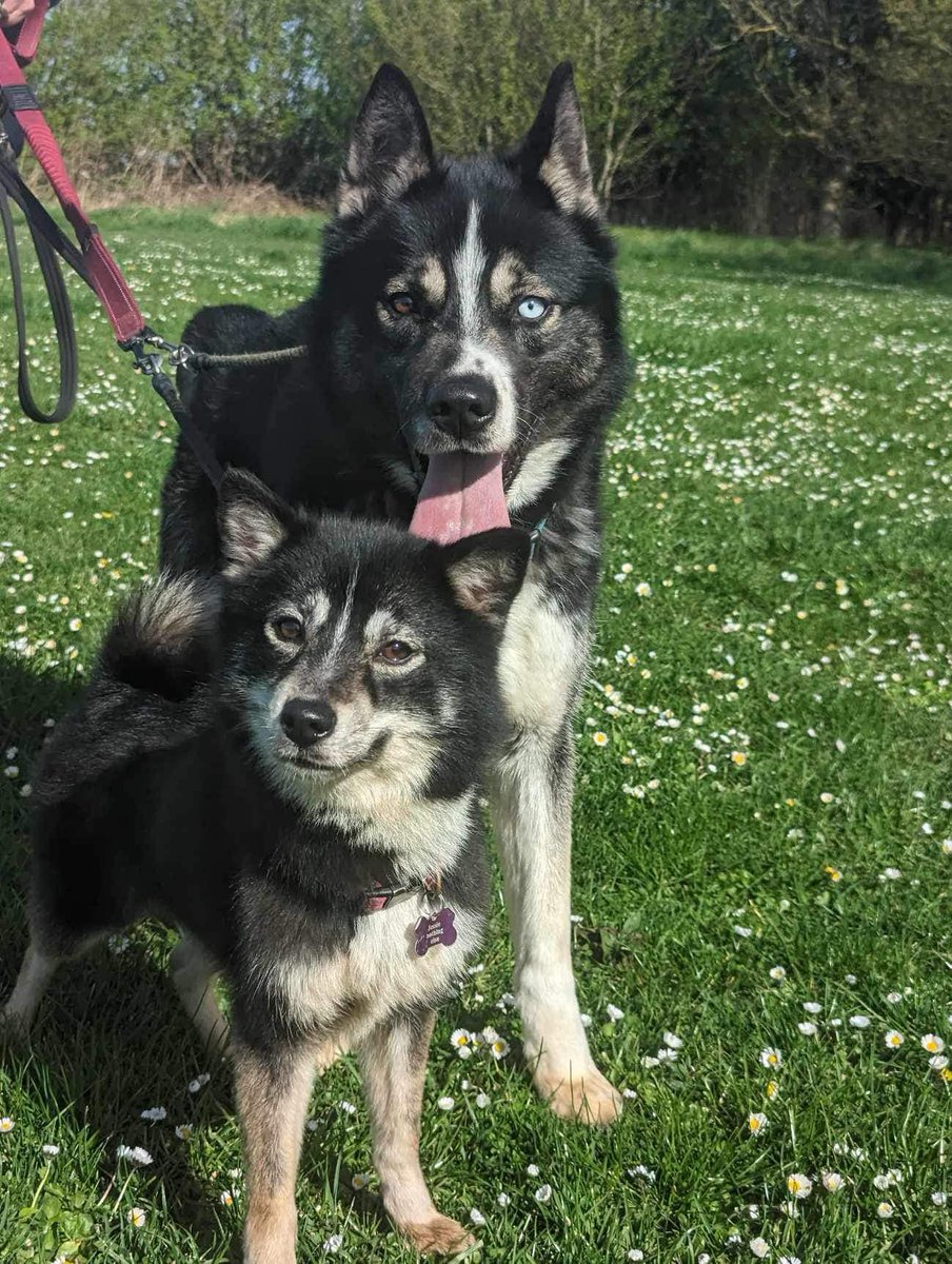WOODY & JESSIE are ready to adopt and looking for that forever family This beautiful duo are now ready for adoption. The kennels have found that they really don’t do well apart as they have been through a lot together so do need a home together #Immingham #Lincolnshire #hull