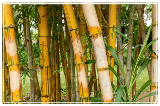 The #Azores #islands are a rich #environment with excellent conditions for #plantlife. This #bamboo #forest grows in one of the many #public #gardens visited by #local people and #tourists. #gardenphotography #plantphotography. For more #photography visit darrensmith.org.uk