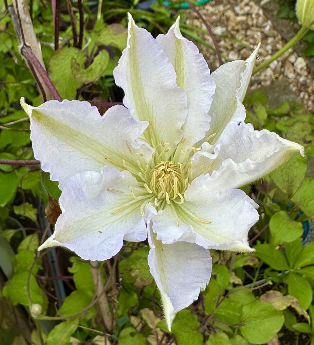 #ClematisThursday First clematis of 2024 in #mygarden 🤍🌿