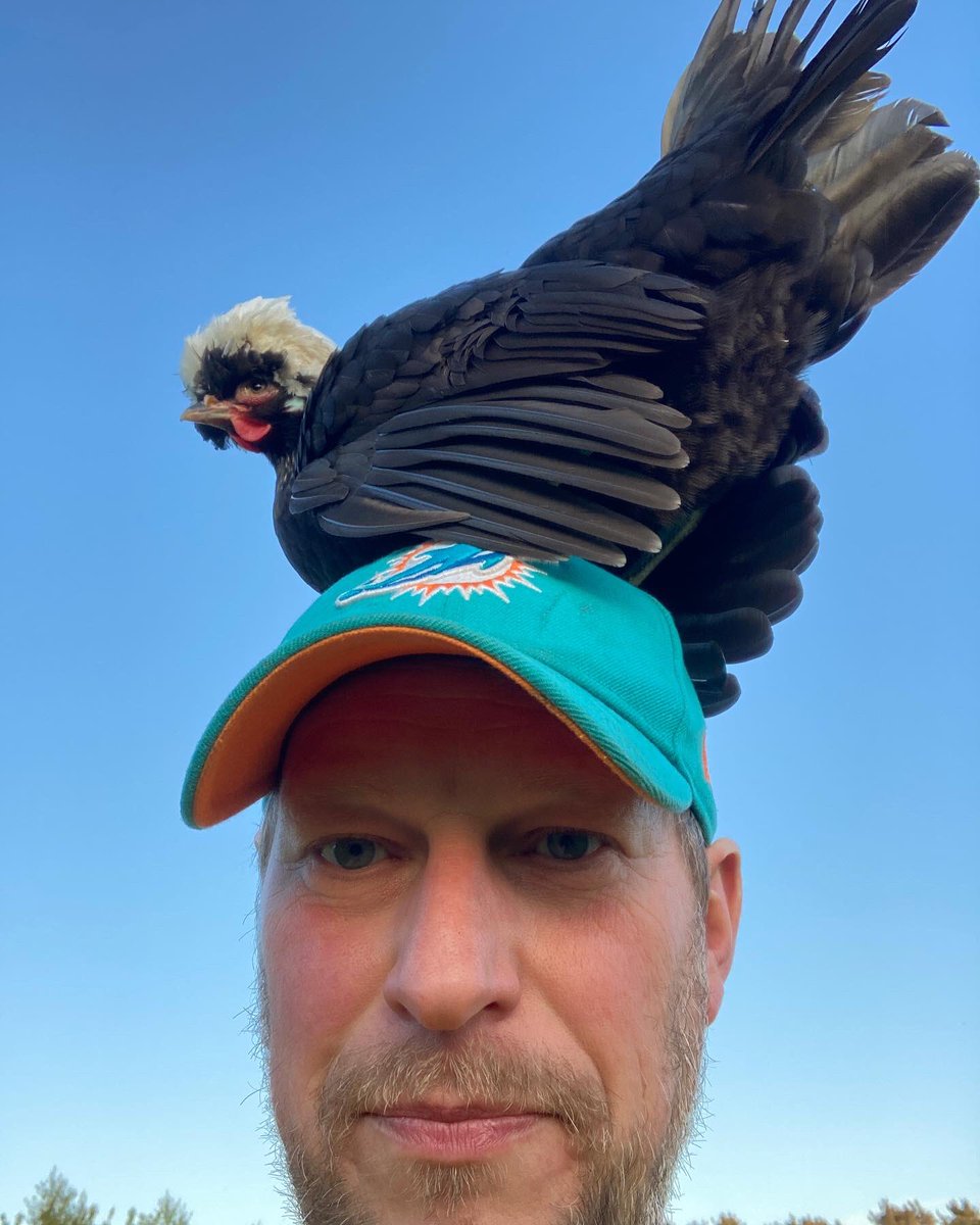 urbancyclist's tweet photo. Just an evening with a chicken on my head. Normal. 

#chickens #chooks #smallholding #smallholdinglife #fife #fifesmallholding https://t.co/0tBnJklG54