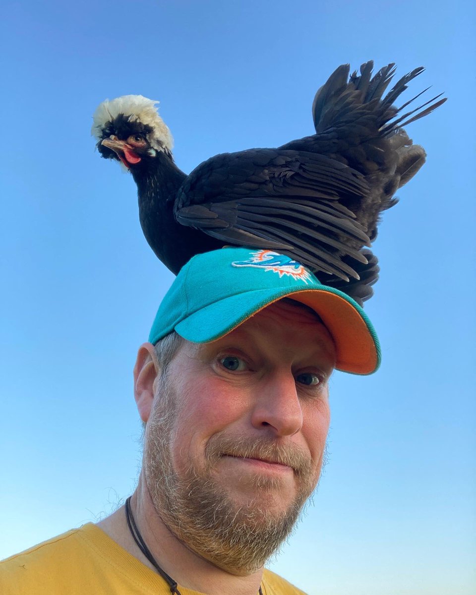 urbancyclist's tweet photo. Just an evening with a chicken on my head. Normal. 

#chickens #chooks #smallholding #smallholdinglife #fife #fifesmallholding https://t.co/0tBnJklG54