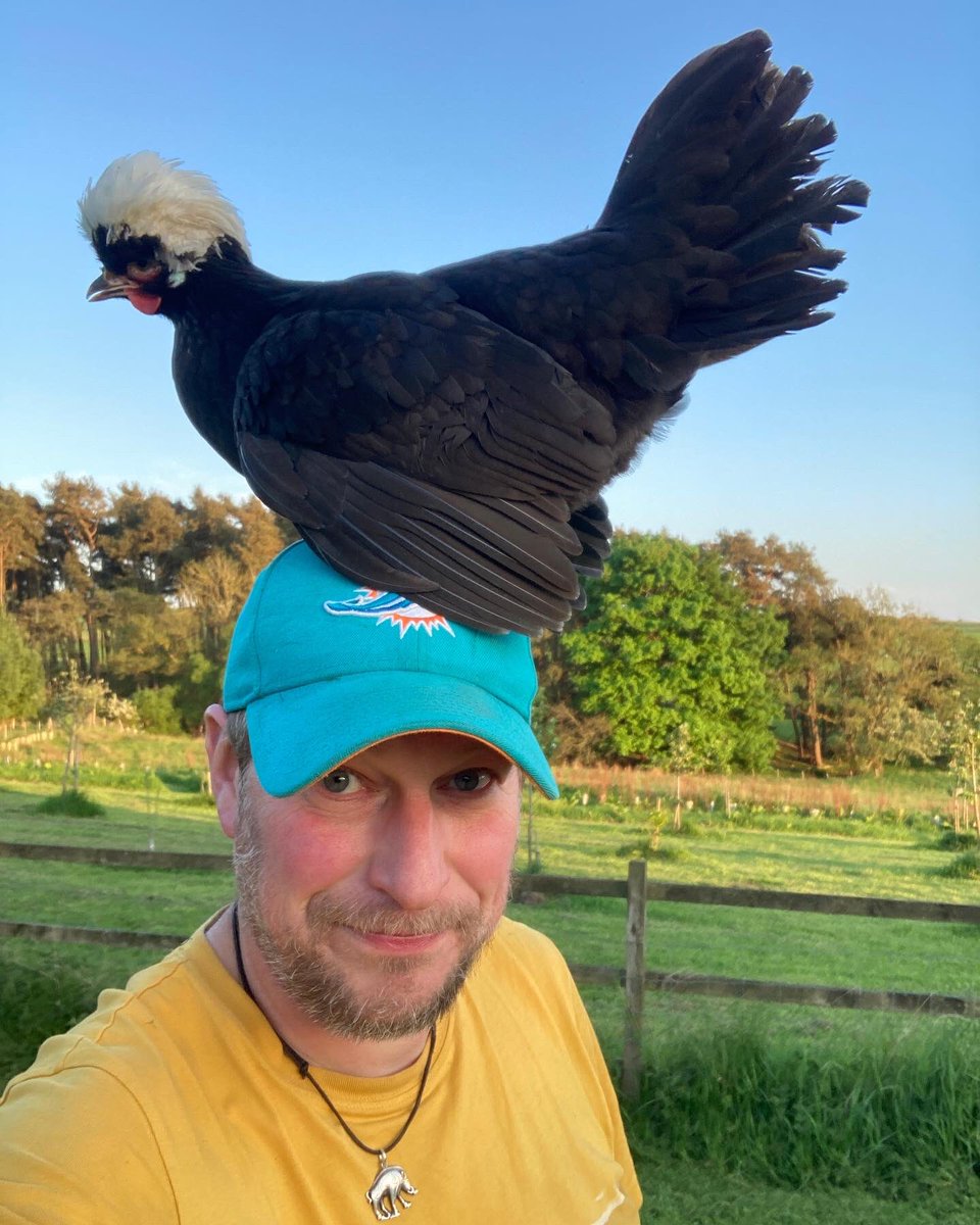 urbancyclist's tweet photo. Just an evening with a chicken on my head. Normal. 

#chickens #chooks #smallholding #smallholdinglife #fife #fifesmallholding https://t.co/0tBnJklG54