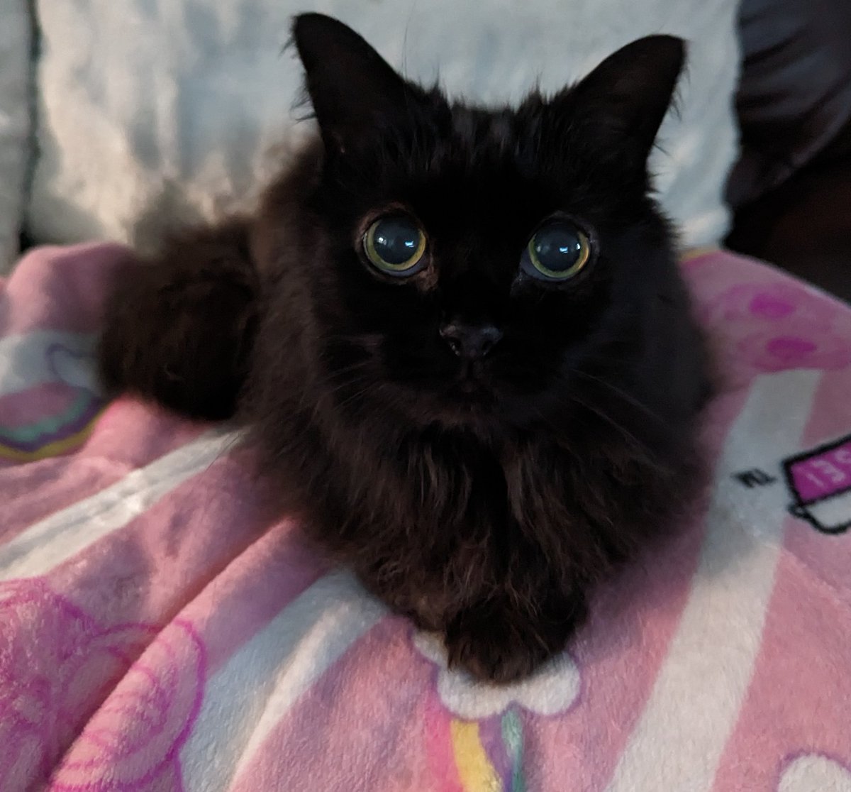 George Corner tweet media