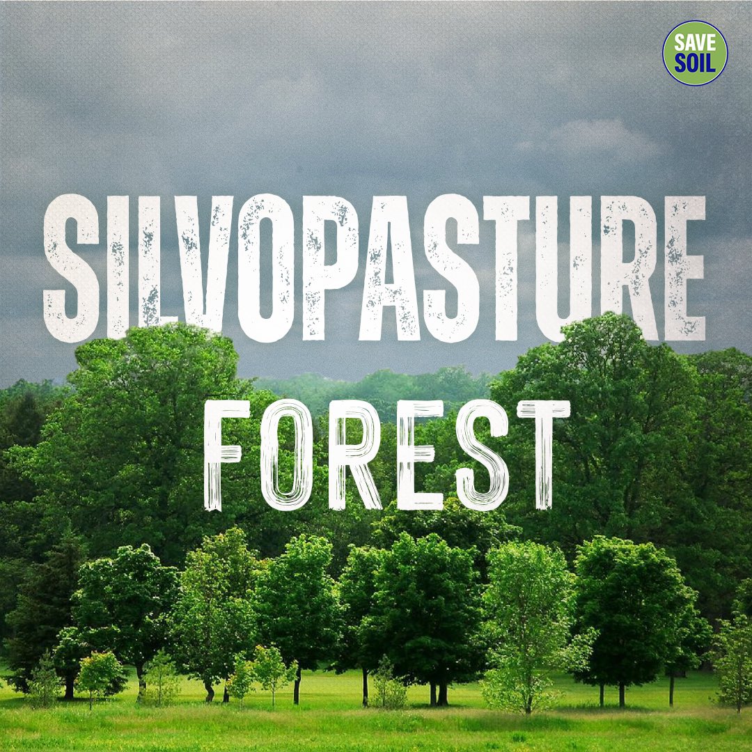 Silvopasture improves soil health and promotes diversity, creating a more resilient and secure ecosystem. #savesoil #consciousplanet #savesoilfixclimatechange #soilforclimateaction