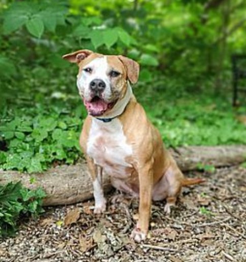 Emma has been waiting for a home since 2016!
She loves walks&Belly rubs
Needs an active,pet free home
It's Emma's time to find her forever home 🏡 Please RT to help 
#Portwashington #NY
adoptapet.com/pet/15257280-p…
#forgottensoulshour #rehomehour #k9hour  adoptapet.com/pet/15257280-p…