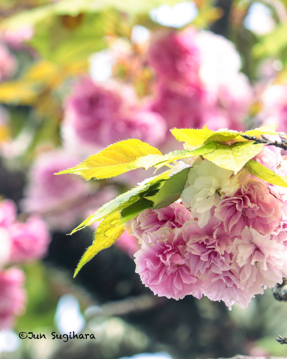 2024/04/25 八重桜（ヤエザクラ）／Double cherry blossoms

#過去写真 
#ファインダー越しの私の世界ㅤ #ファインダー越しの私の風景 #写真で伝えたい私の世界 #キリトリセカイ 
#花の写真 #花スタグラム #flowerphotography #flowerstagram #花 #flower 
#八重桜 #牡丹桜 #doublecherryblossoms #桜