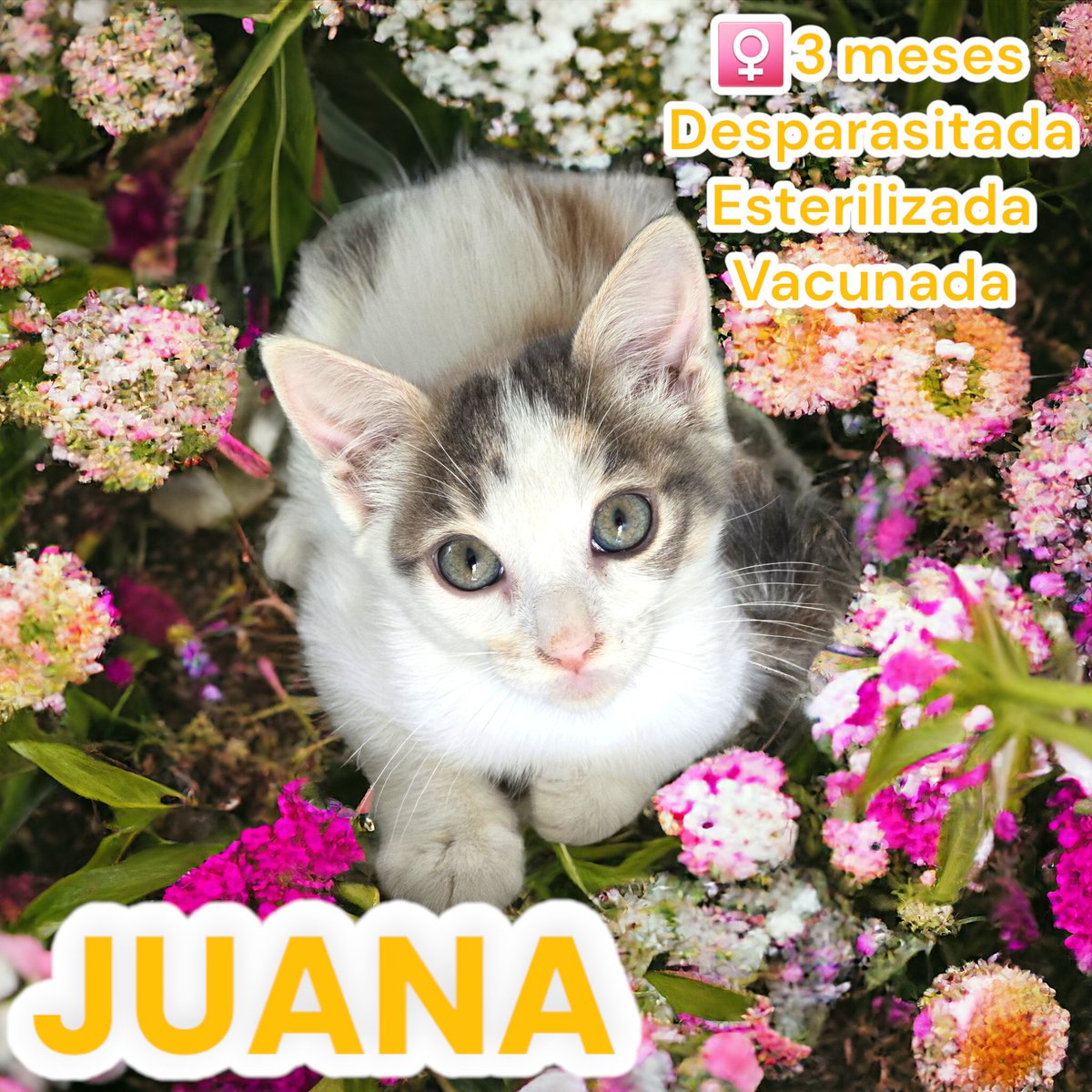 En nuestro aaaaamplio repertorio de gatitos, tenemos a #Chana y #Juana. Peques que también están en espera de #AdopciónResponsable en #CDMX. Estas pequeñitas, al igual que los demás, nacieron en la calle. No las dejemos solas, démosles una segunda oportunidad. Salvemos nuestra