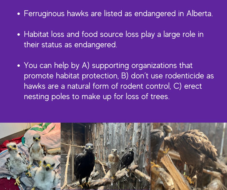 Today is National Endangered Species Day & Ferruginous Hawks are sadly on that list in AB. Last year we successfully released 3 ferruginous hawks that came in to us as juveniles. Check out the ways to help! 👇allaboutbirds.org/guide/Ferrugin… 👇 ab-conservation.com/downloads/educ…