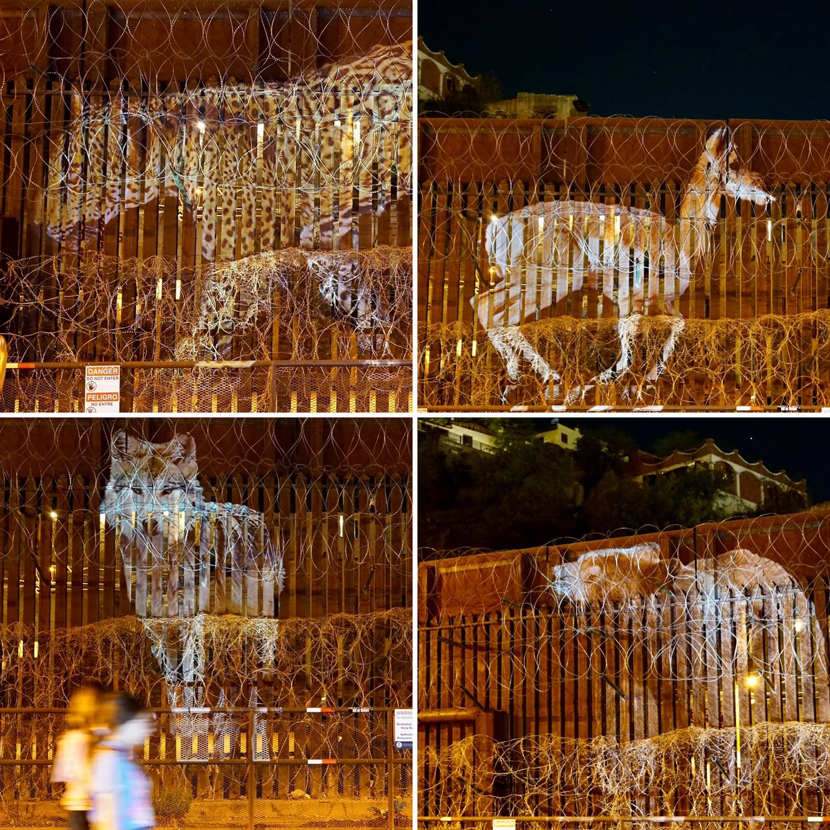 Last week artist Lauren Strohacker projected images of borderlands wildlife harmed by border policies on the wall in Nogales, Ariz. The images capture the beauty and cruelty present in the borderlands. website: laurenstrohacker.org Twitter: @StrohackerArt
