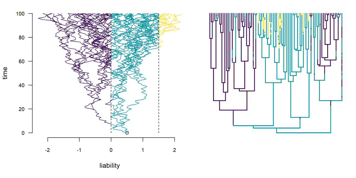 This is the coolest thing I'm working on right now, IMO.... Fitting a multi-state threshold model with likelihood using the discrete approximation in #Rstats #phytools: blog.phytools.org/2024/05/fittin….