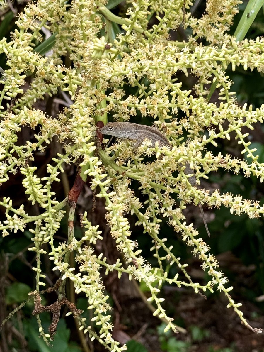 Saw palmettos are blooming now &amp; attracting lots of #insects. This insect-loving brown #anole is well-positioned for a meal. #Oviedo #Florida #nature #predator