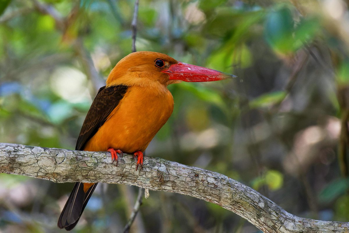 A Brown-winged Kingfisher perched on a branch. These brightly colored birds are found in Southeast Asia. #birds #photography #nature #beautiful