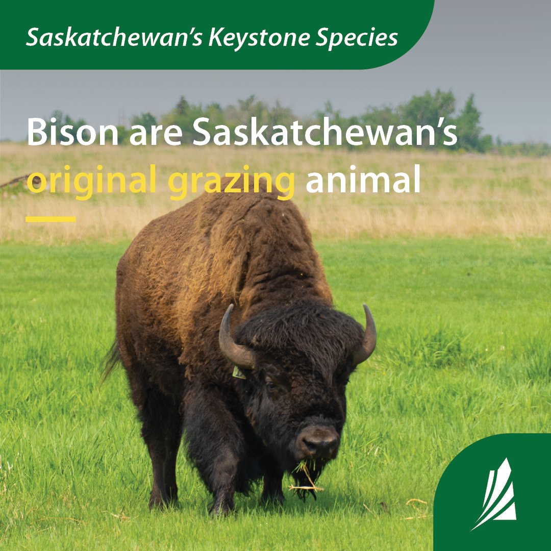 Good grazing management benefits the environment in a multitude of different ways. Learn from different #Saskatchewan producers on how they use best practices to ensure their bison and the environment are as healthy as possible. youtu.be/kPrvRrRyrxI #SaskAg #BisonInSK