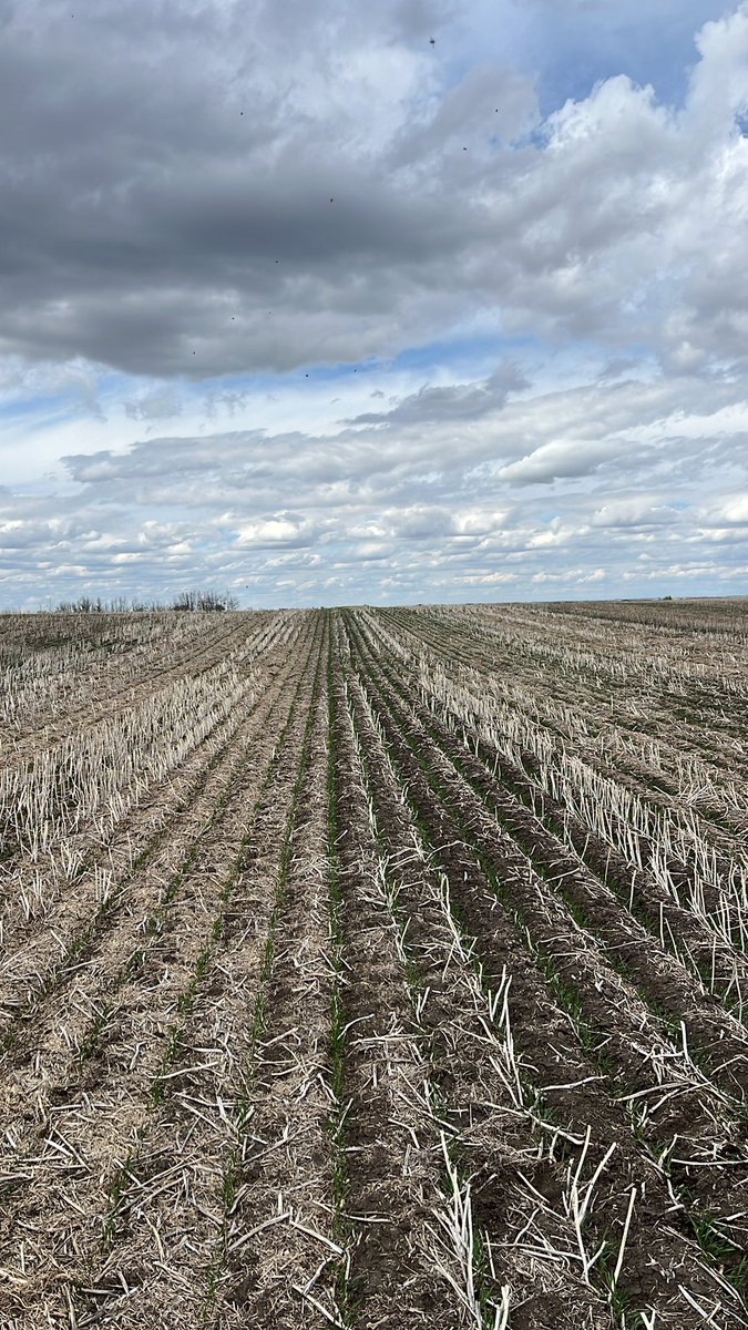 Karter Kattler tweet media