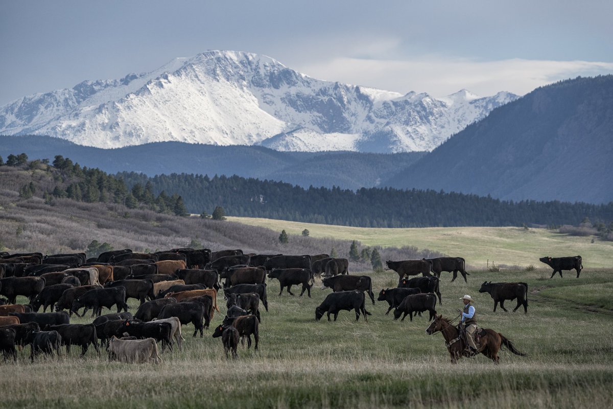 A snow covered Pikes Peak behind cattle being driven to a valley below. #COwx #Colorado #stormhour #photography