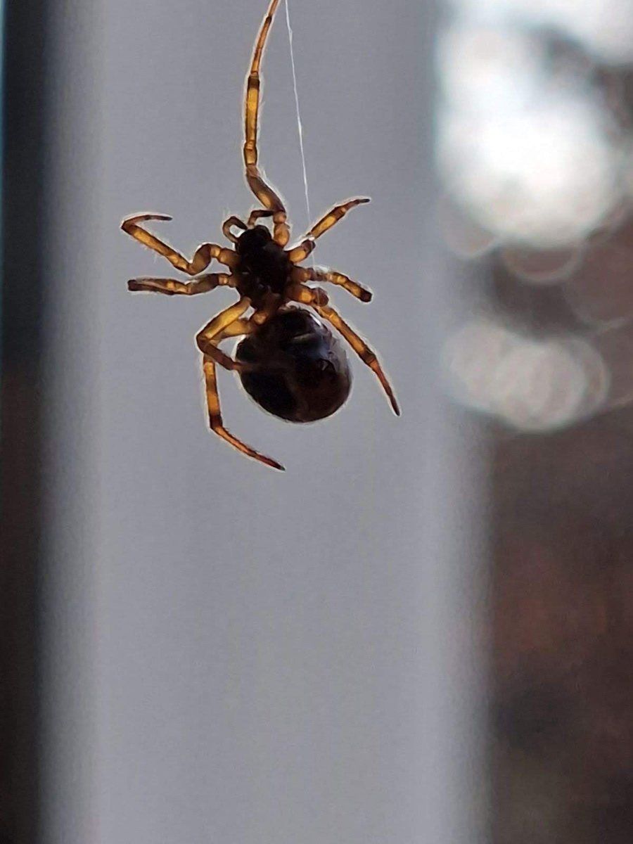 Looks like she's (I assume) back. Pretty hopeful of Noble False Widow (Steatoda nobilis)? Not sure how usually seen in Cheshire UK, but I guess not rare?